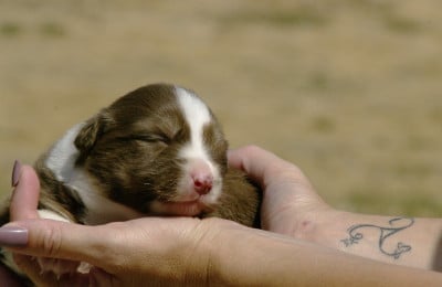 Les chiots de Berger Australien
