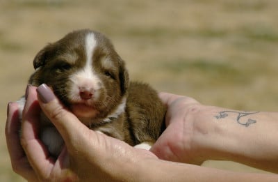 Les chiots de Berger Australien