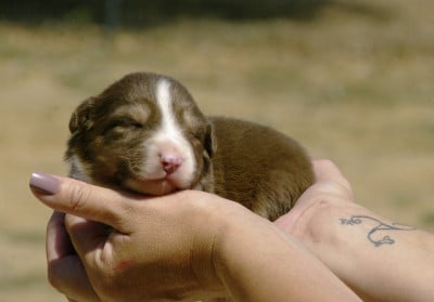 Les chiots de Berger Australien