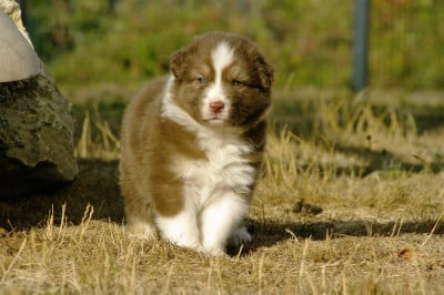 Les chiots de Berger Australien