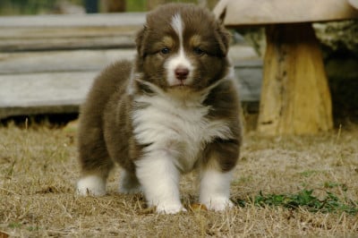 Les chiots de Berger Australien