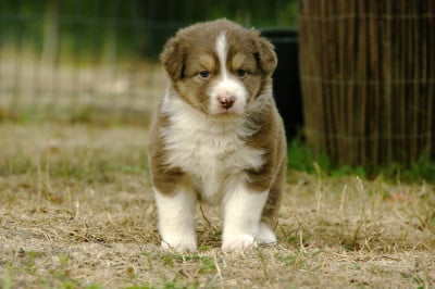 Les chiots de Berger Australien