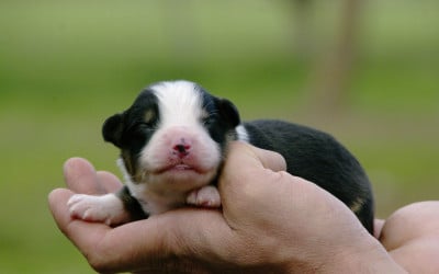 Les chiots de Berger Américain Miniature 