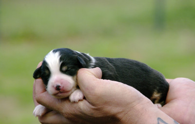 Les chiots de Berger Américain Miniature 
