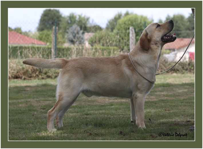 CH. Jayncourt Flaming star - 4ème excellent classe jeune mâle