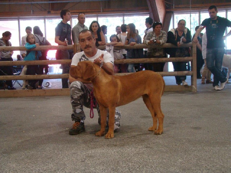 Helly Des Molosses De Lou Cigalouh - Tres Prometteur