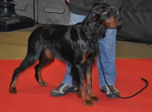 CH. Cib. cie.ch vétéran luxembourg et france darwynn Des Pralines D'Aubejoux - 3ème EXC. Classe Travail