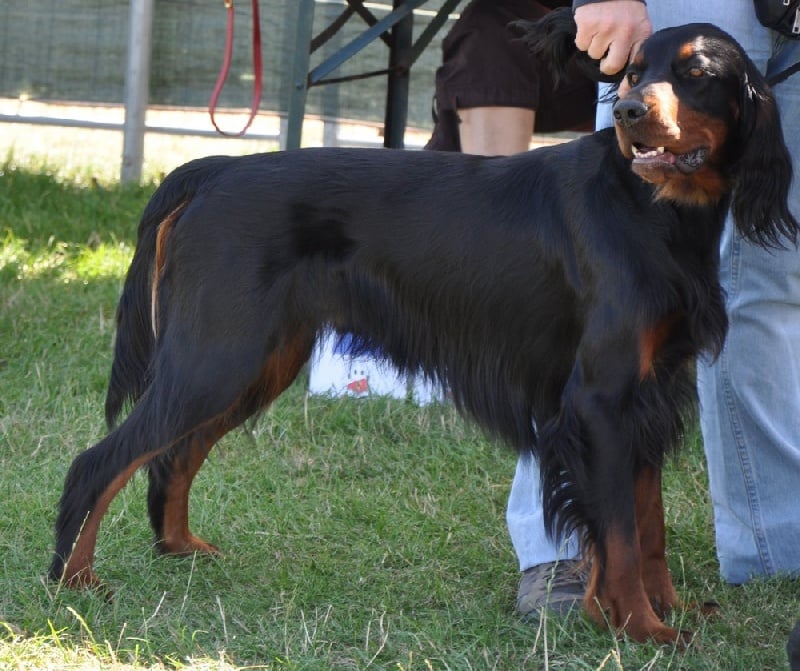 CH. Cib. cie.ch vétéran luxembourg et france darwynn Des Pralines D'Aubejoux - 2ème EXC .R.C.A.C.S. Classe Travail