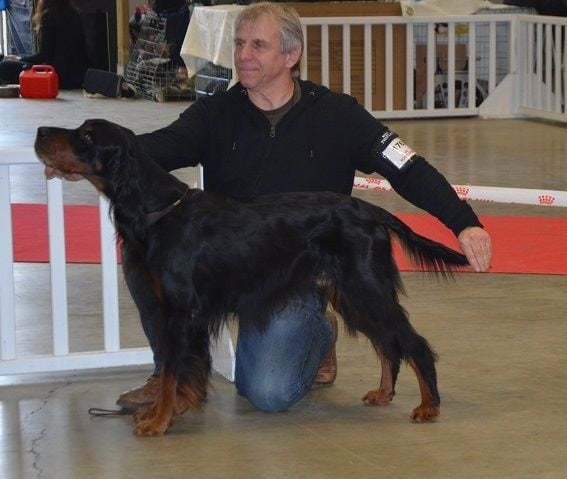 CH. Cib. cie.ch vétéran luxembourg et france darwynn Des Pralines D'Aubejoux - 1 er EXC.CLASSE CHAMPION. R.C.A.C.I.B.