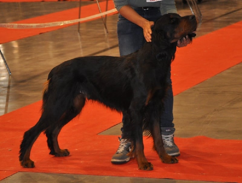 CH. Cib. cie.ch vétéran luxembourg et france darwynn Des Pralines D'Aubejoux - 1er EXC. Classe Travail . C.A.C.S