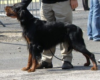 CH. Cib. cie.ch vétéran luxembourg et france darwynn Des Pralines D'Aubejoux - 2 ème EXC. Classe Travail