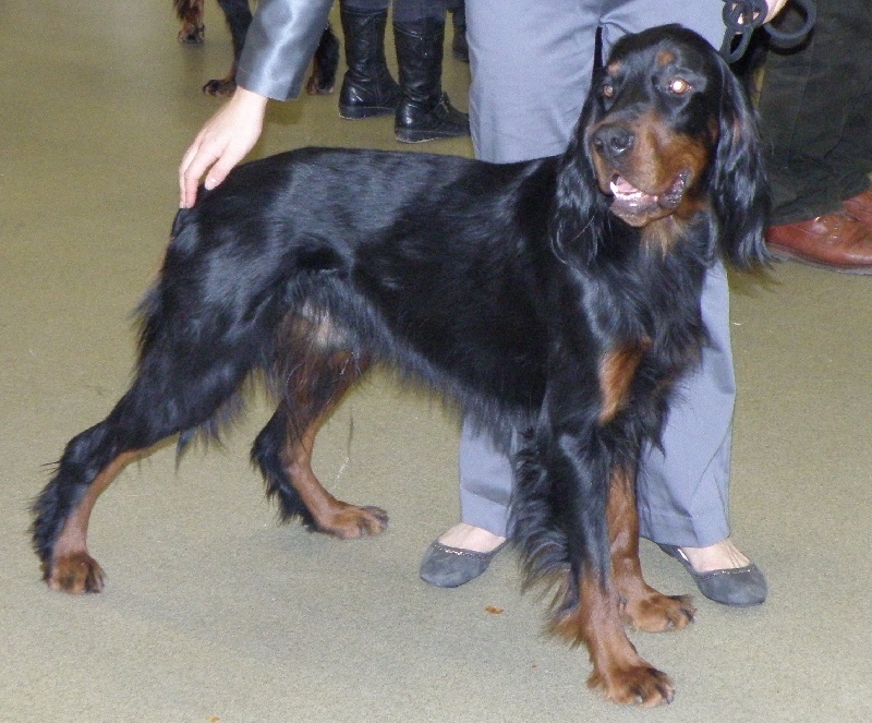 CH. Cib. cie.ch vétéran luxembourg et france darwynn Des Pralines D'Aubejoux - 1er EXC. Classe Travail