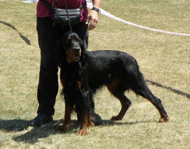 CH. Cib. cie.ch vétéran luxembourg et france darwynn Des Pralines D'Aubejoux - 2 ème EXC. Classe Travail