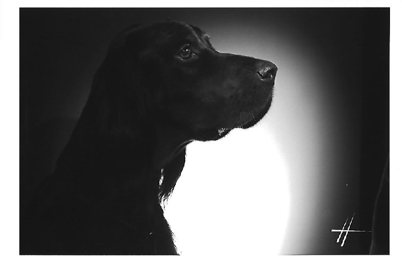 CH. Cib. cie.ch vétéran luxembourg et france darwynn Des Pralines D'Aubejoux - 3ème TB Classe Champion