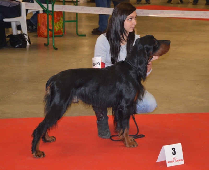 CH. Cib. cie.ch vétéran luxembourg et france darwynn Des Pralines D'Aubejoux - 3ème EXC. Classe Travail