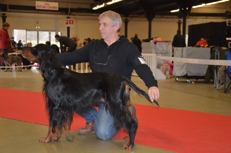 CH. Cib. cie.ch vétéran luxembourg et france darwynn Des Pralines D'Aubejoux - 1er EXC.CLASSE CHAMPION.MEILLEUR DE RACE