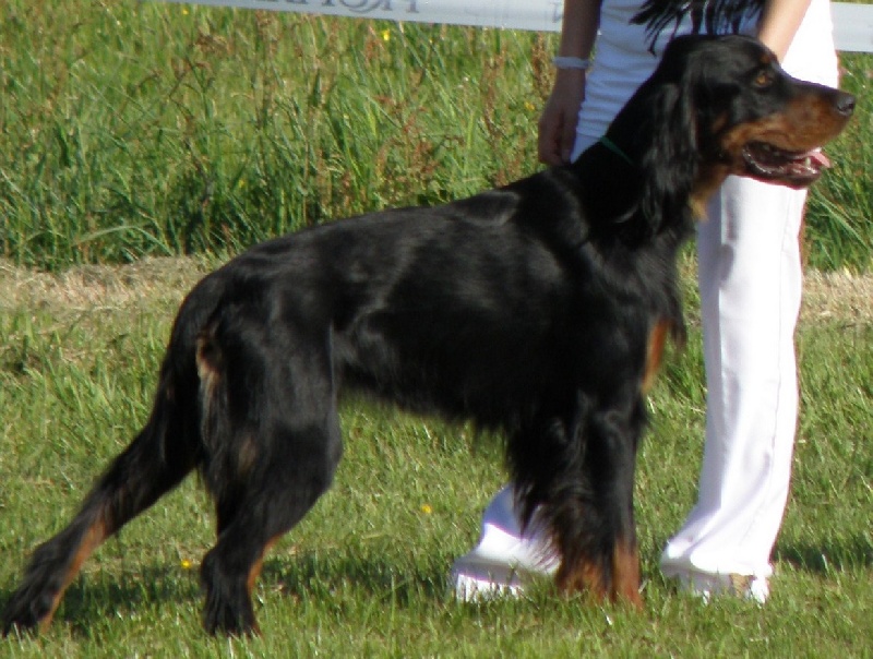 CH. Cib. cie.ch vétéran luxembourg et france darwynn Des Pralines D'Aubejoux - TB classe intermédiaire