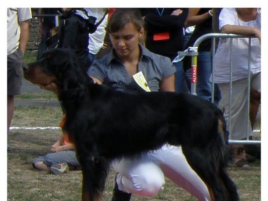 CH. Cib. cie.ch vétéran luxembourg et france darwynn Des Pralines D'Aubejoux - 1er T.B.classe ouverte mâle