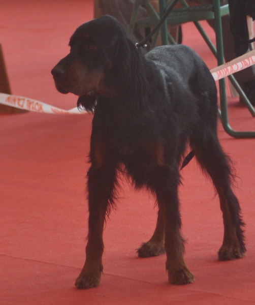 CH. Cib. cie.ch vétéran luxembourg et france darwynn Des Pralines D'Aubejoux - 2ème T.B. Classe Travail