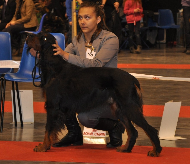 CH. Cib. cie.ch vétéran luxembourg et france darwynn Des Pralines D'Aubejoux - 1er EXC. Classe Travail