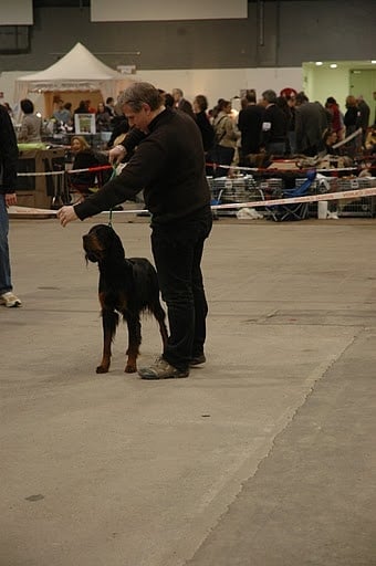CH. Cib. cie.ch vétéran luxembourg et france darwynn Des Pralines D'Aubejoux - 1er EXC. RCACS classe intermédiaire mâle