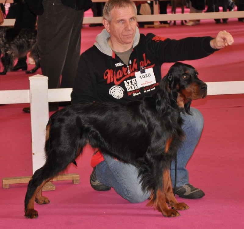 CH. Cib. cie.ch vétéran luxembourg et france darwynn Des Pralines D'Aubejoux - 4ème EXC.Classe Travail