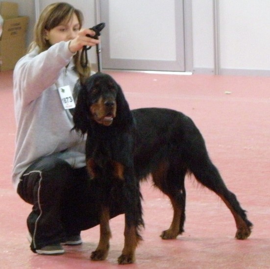 CH. Cib. cie.ch vétéran luxembourg et france darwynn Des Pralines D'Aubejoux - 3 ème EXC. Classe Travail