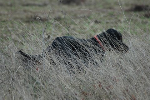 CH. Cib. cie.ch vétéran luxembourg et france darwynn Des Pralines D'Aubejoux - T.A.N.