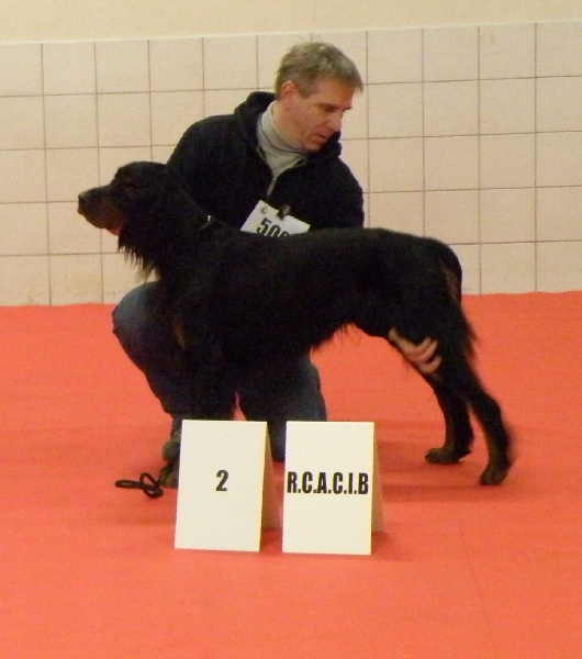 CH. Cib. cie.ch vétéran luxembourg et france darwynn Des Pralines D'Aubejoux - R.C.A.C.I.B -C.A.C.S 1er EXC. Classe TRAVAIL