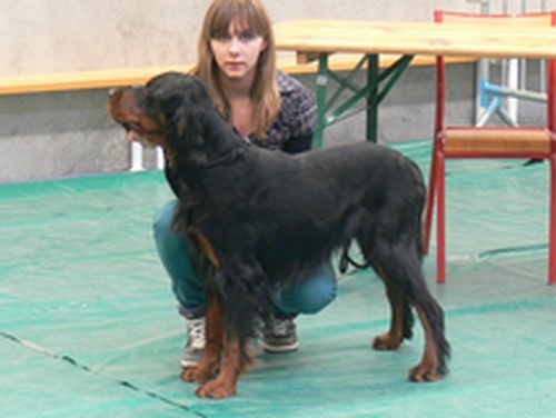 CH. Cib. cie.ch vétéran luxembourg et france darwynn Des Pralines D'Aubejoux - CACS 1er EXC.Classe Travail