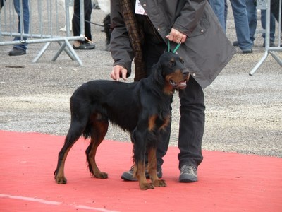 CH. Cib. cie.ch vétéran luxembourg et france darwynn Des Pralines D'Aubejoux - 2eme EXC.classe intermédiaire mâle