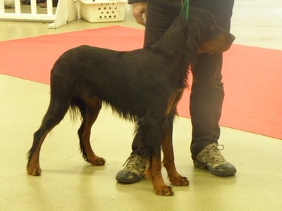 CH. Cib. cie.ch vétéran luxembourg et france darwynn Des Pralines D'Aubejoux - 1er EXC. CACS classe intermédiaire mâle