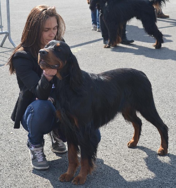 CH. Cib. cie.ch vétéran luxembourg et france darwynn Des Pralines D'Aubejoux - 3ème EXC. Classe Travail