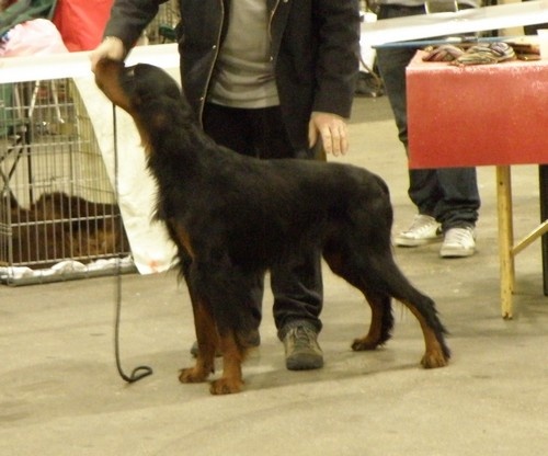 CH. Cib. cie.ch vétéran luxembourg et france darwynn Des Pralines D'Aubejoux - 2 ème EXC Classe Travail