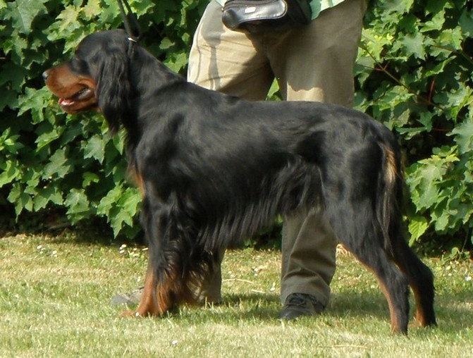 CH. Cib. cie.ch vétéran luxembourg et france darwynn Des Pralines D'Aubejoux - EXCELLENT