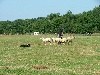 Celti Des Prés Du Mouton Noir - Passage Classe 2