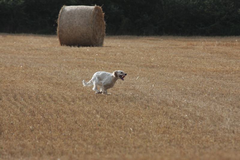 Publication : des yeux de velours Auteur : jb