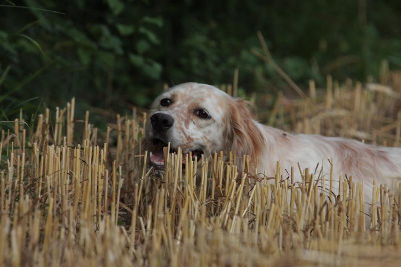 Publication : des yeux de velours Auteur : jb