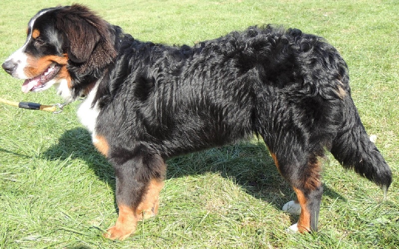 Hailè Du Domaine D'Athos