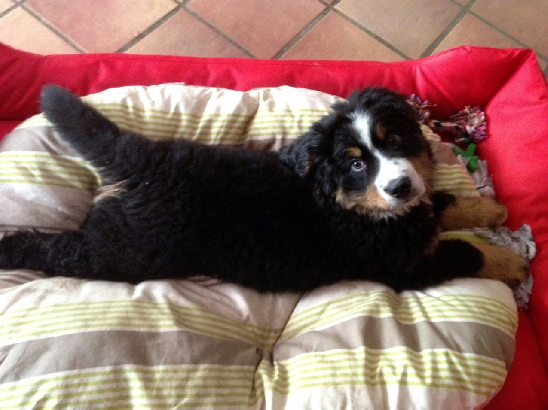 Happy Du Domaine D'Athos