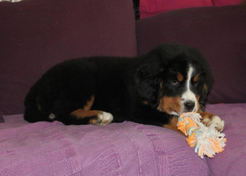 Hyoko Du Domaine D'Athos