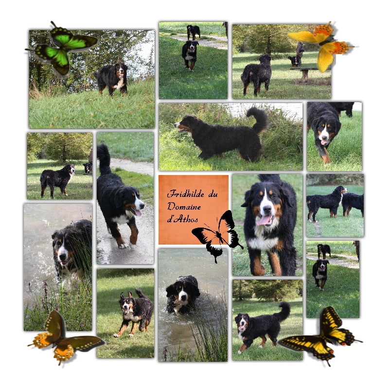 Fridhilde Du Domaine D'Athos