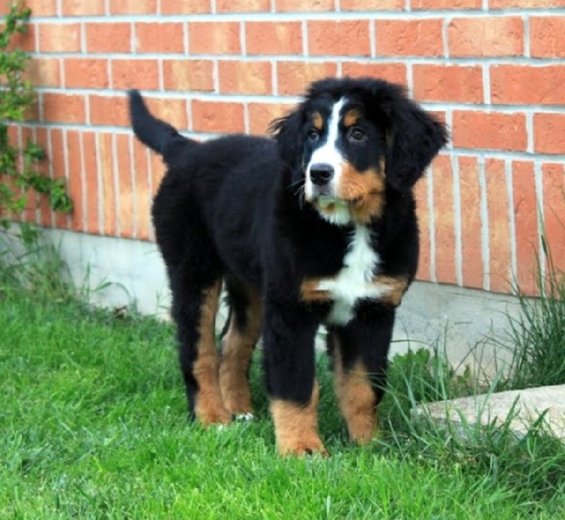 Hyoko Du Domaine D'Athos