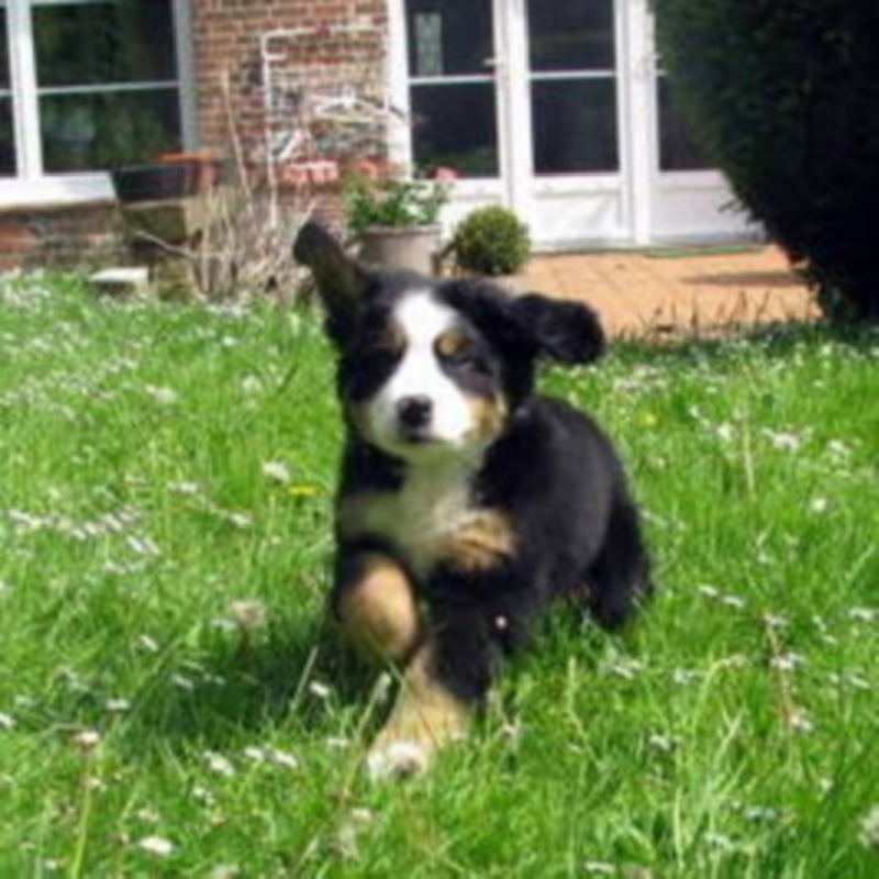 Hator dit henya Du Domaine D'Athos