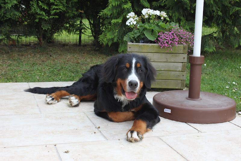 Hyoko Du Domaine D'Athos