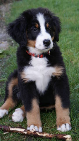 Henjoy Du Domaine D'Athos