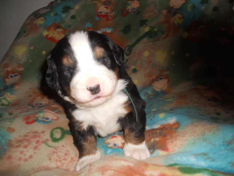 Falco Du Domaine D'Athos