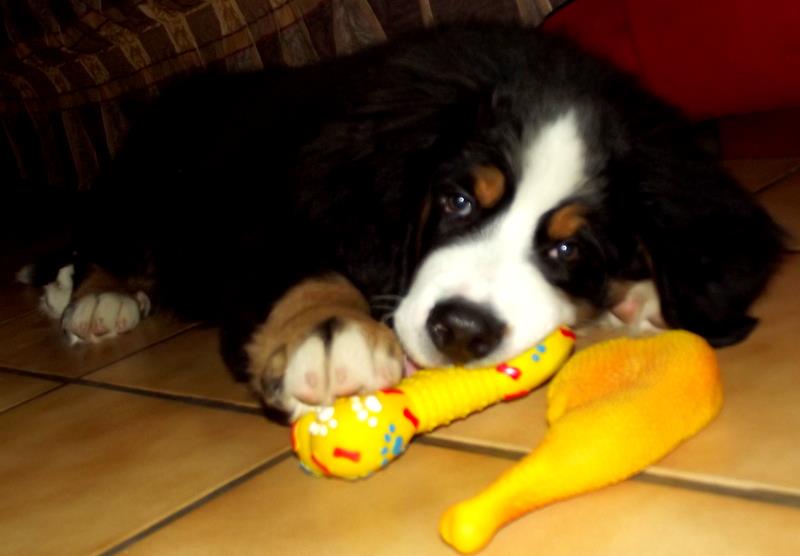 Héros Du Domaine D'Athos