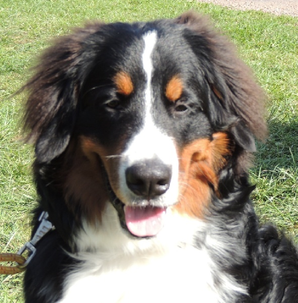 Hailè Du Domaine D'Athos