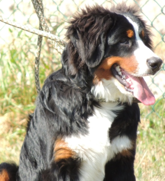 Holly dit hermione Du Domaine D'Athos